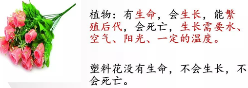 小学科学教科版一年级上册知识点整理及实验操作指南