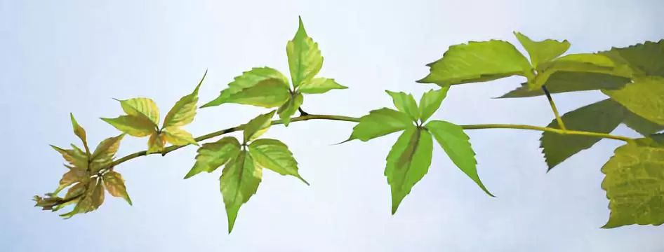 小学科学教科版一年级上册知识点整理及实验操作指南