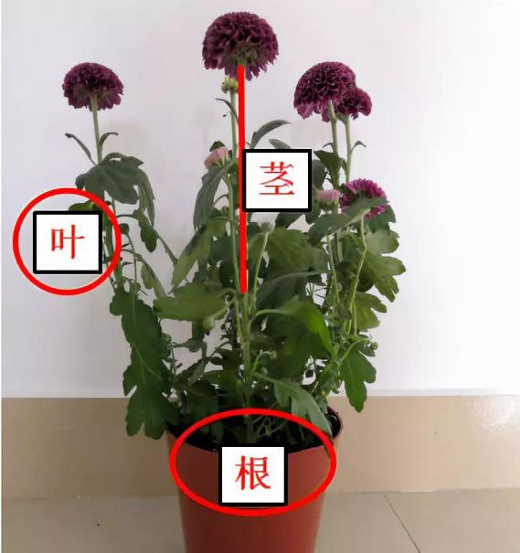 小学科学教科版一年级上册知识点整理及实验操作指南