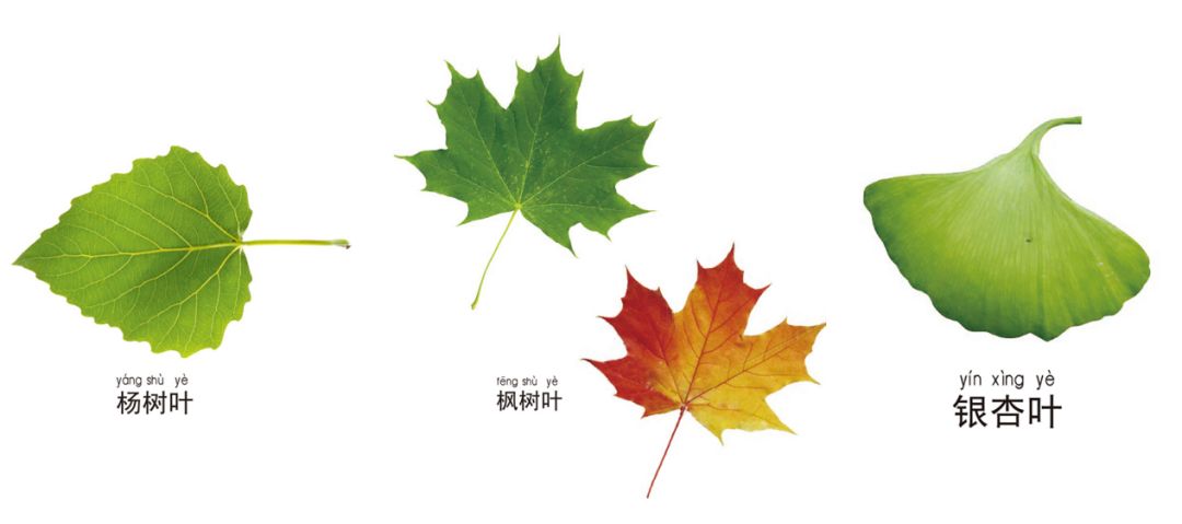 小学科学教科版一年级上册知识点整理及实验操作指南