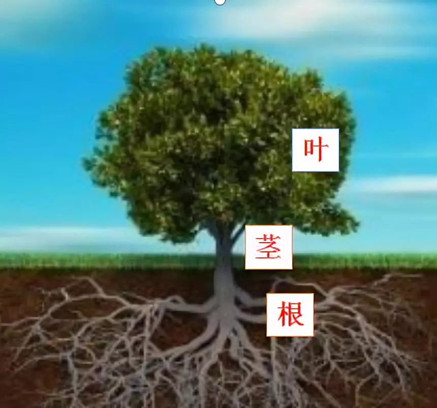 小学科学教科版一年级上册知识点整理及实验操作指南