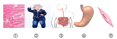 初二生物上册必考重点及实验探究知识点全面总结归纳大全附练习