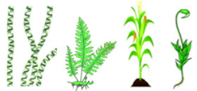 初二生物上册必考重点及实验探究知识点全面总结归纳大全附练习