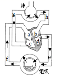 初二生物上册必考重点及实验探究知识点全面总结归纳大全附练习