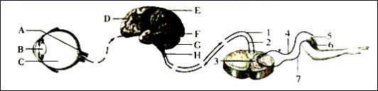 初二生物上册必考重点及实验探究知识点全面总结归纳大全附练习