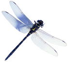 小学语文一年级汉语拼音基础部分练习题库合集附答案